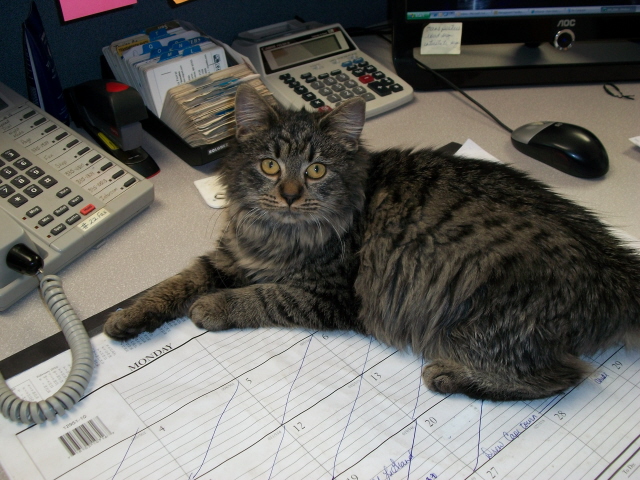 Kitter Jones